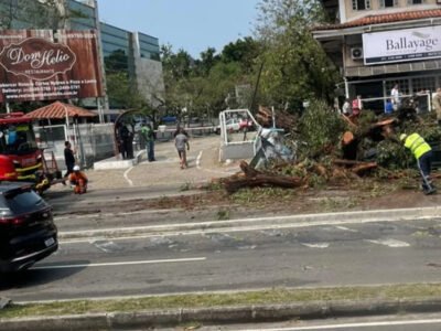 Árvore cai na Avenida das Américas