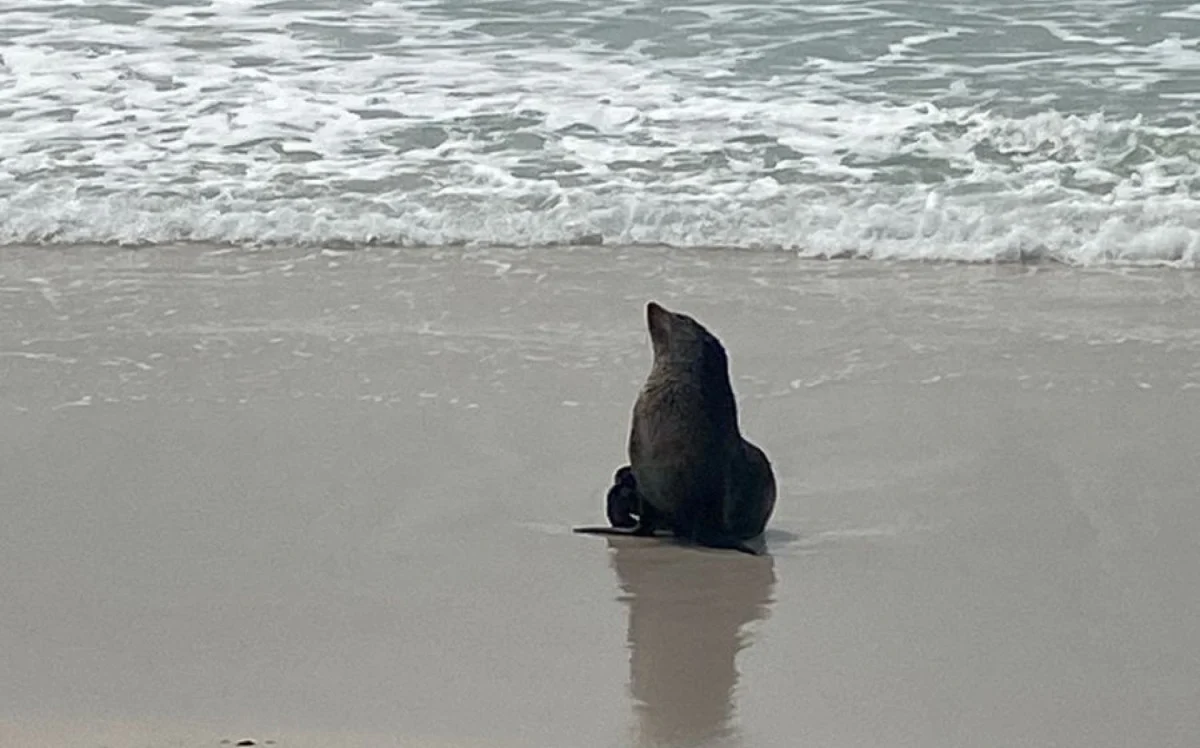 Baleia e golfinhos fazem espetáculo na Baía de Sepetiba - Vídeo