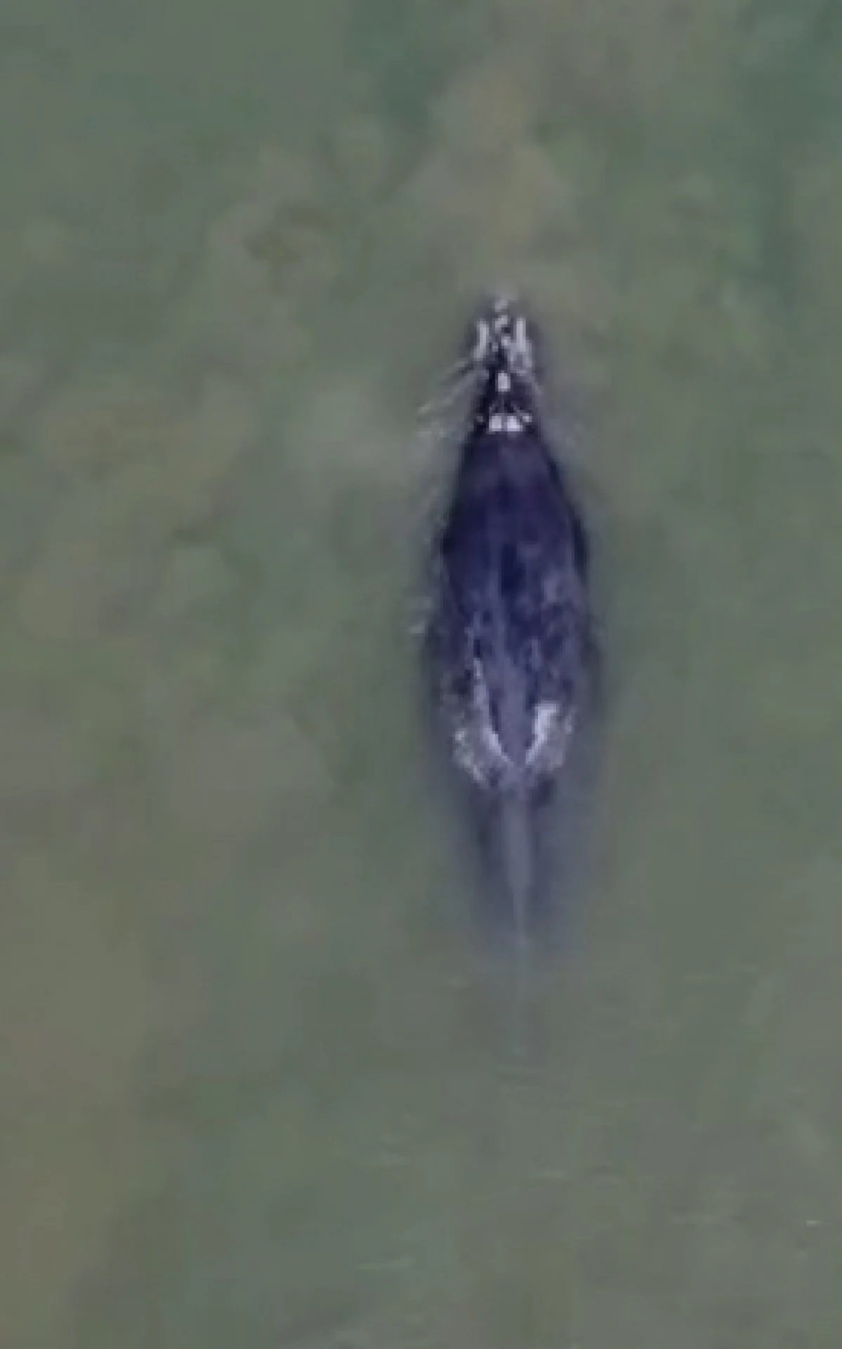 Baleia e golfinhos fazem espetáculo na Baía de Sepetiba - Vídeo