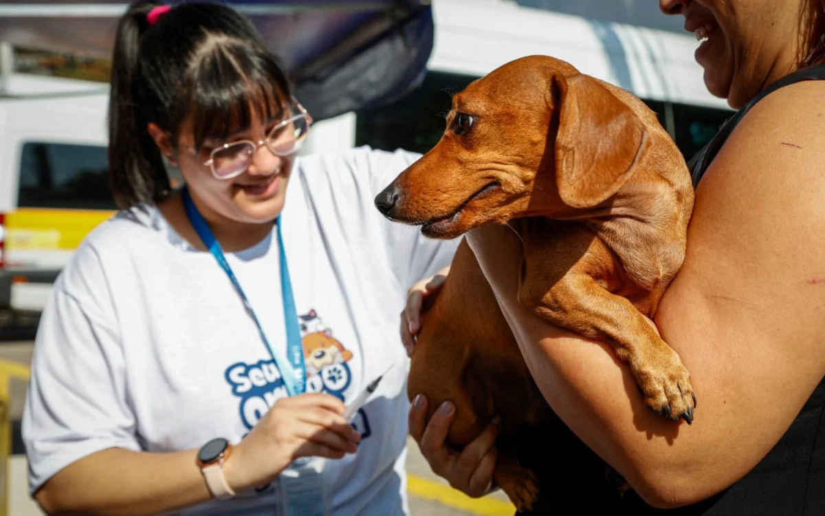 Campanha antirrábica para cães e gatos chega à Zona Norte