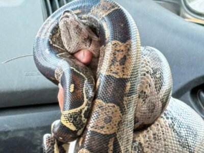 Cobras são resgatadas pela Guarda Ambiental em Saquarema