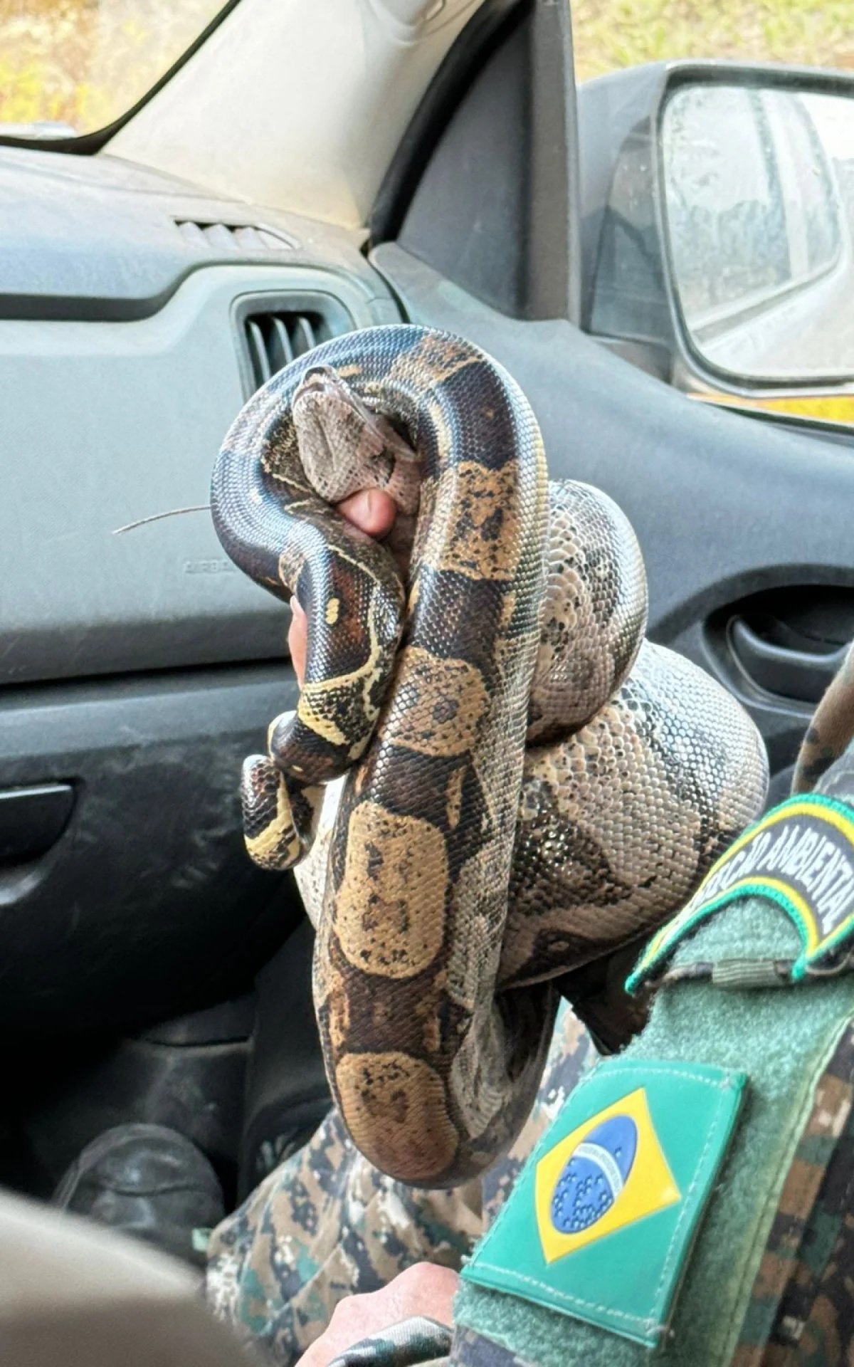 Cobras são resgatadas pela Guarda Ambiental em Saquarema