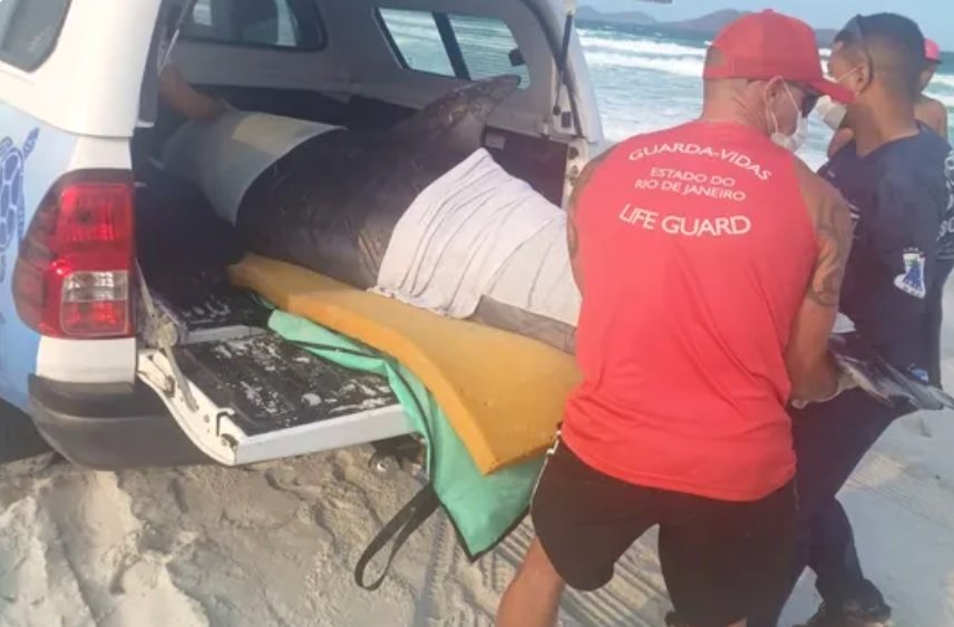 Golfinho encalhado é resgatado em praia de Cabo Frio