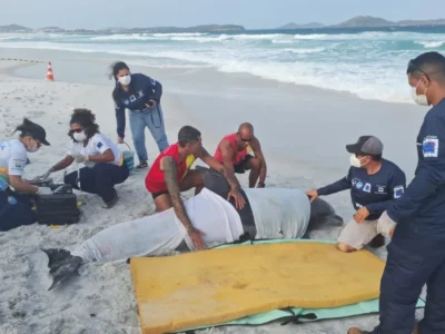 Golfinho encalhado é resgatado em praia de Cabo Frio