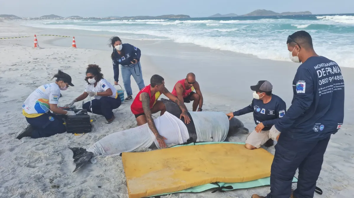 Golfinho encalhado é resgatado em praia de Cabo Frio