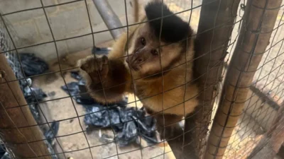 Macaco prego é resgatado de cativeiro em Saquarema - Vídeo