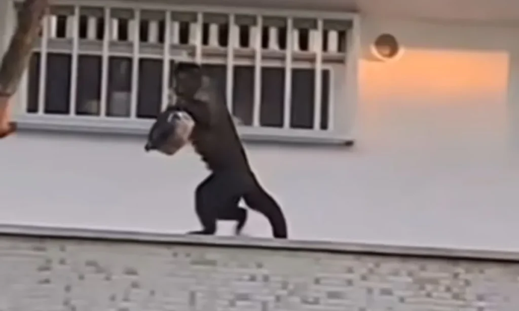Macaco-prego invade apartamento e rouba bolo - Vídeo