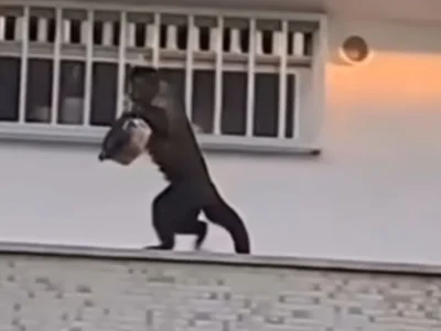 Macaco-prego invade apartamento e rouba bolo - Vídeo