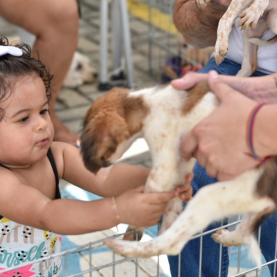 Maricá promove ação de adoção de animais resgatados