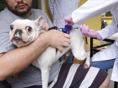 Niterói vacina cães e gatos neste sábado