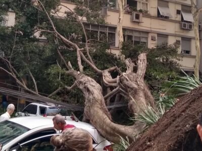 Queda de árvore fere jovem em Laranjeiras