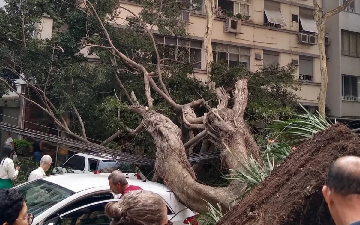 Queda de árvore fere jovem em Laranjeiras