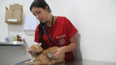 São Gonçalo abre mais vagas para castração de cães e gatos