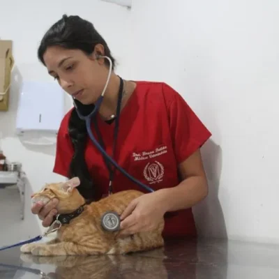 São Gonçalo abre mais vagas para castração de cães e gatos