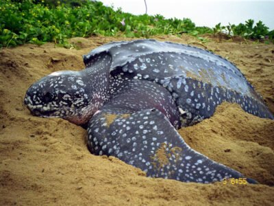 Tartaruga-gigante é encontrada morta na Barra de Maricá