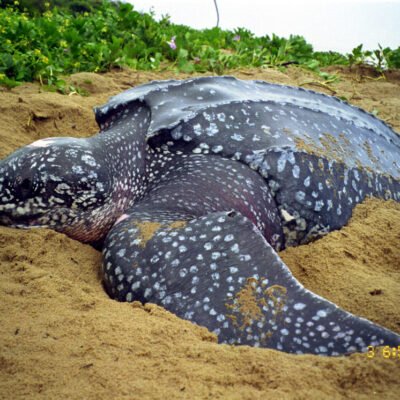 Tartaruga-gigante é encontrada morta na Barra de Maricá