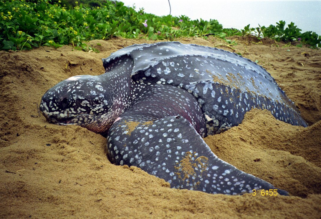 Tartaruga-gigante é encontrada morta na Barra de Maricá