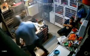 Agressão a protetor de gatos é investigada pela Polícia Civil