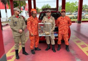 Bombeiros resgatam mico-leão-dourado em Nova Iguaçu