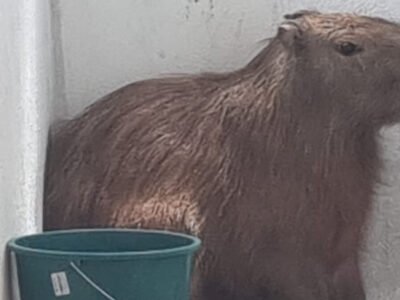 Capivara invade residência em Saquarema e é resgatada