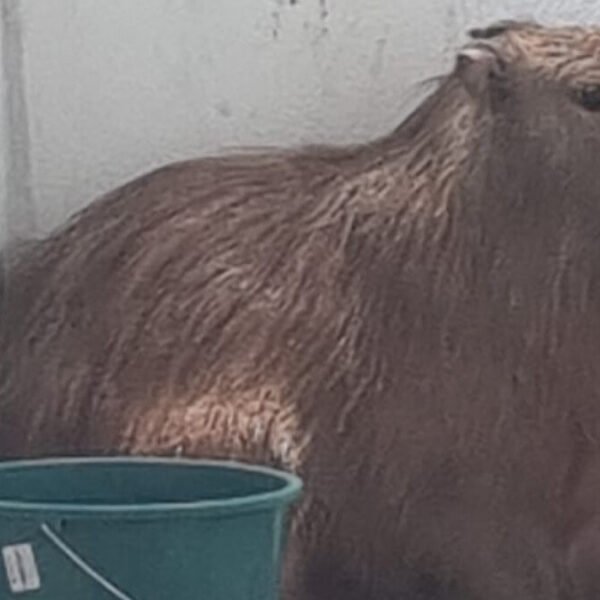 Capivara invade residência em Saquarema e é resgatada