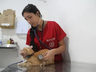 Castração gratuita de animais tem vagas abertas em São Gonçalo