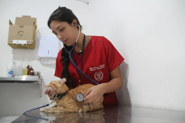 Castração gratuita de animais tem vagas abertas em São Gonçalo