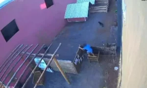 Criança invade hospital veterinário e mata 23 animais - Vídeo