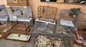 Crimes ambientais: PF prende homem por posse ilegal de aves silvestre