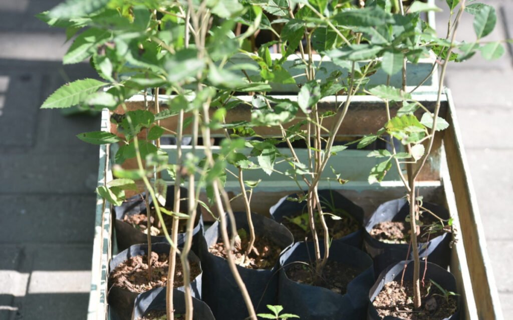 Maricá+Verde: Distribuição de mudas em outubro