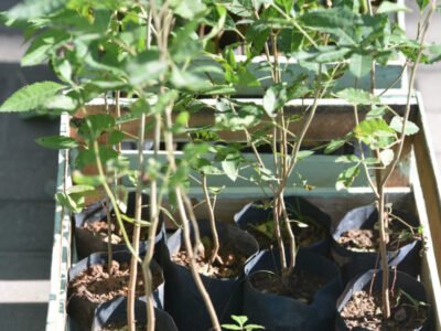 Maricá+Verde: Distribuição de mudas em outubro