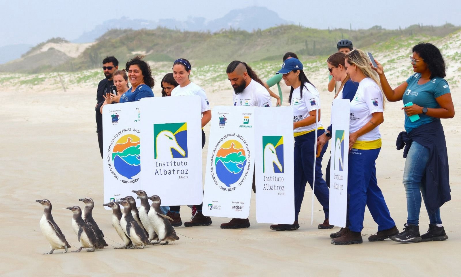 Oito pinguins resgatados em Cabo Frio retornam ao mar