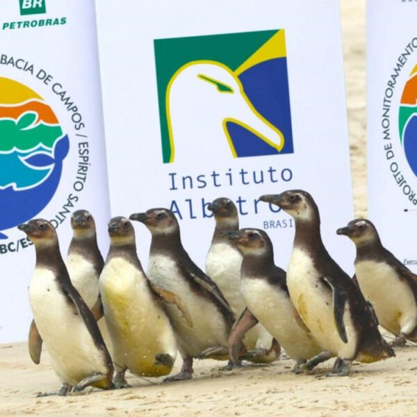 Oito pinguins resgatados em Cabo Frio retornam ao mar