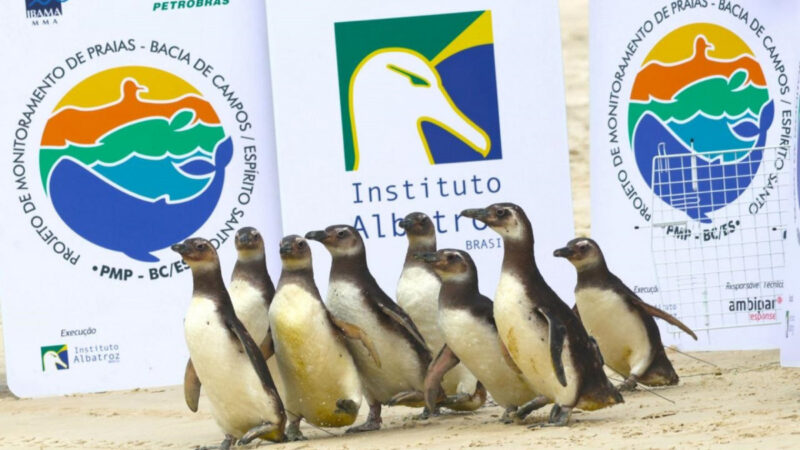 Oito pinguins resgatados em Cabo Frio retornam ao mar