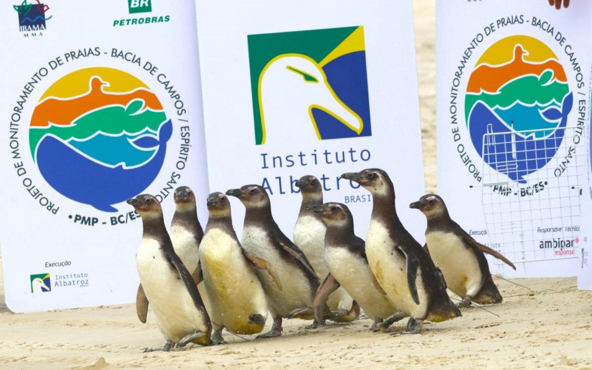 Oito pinguins resgatados em Cabo Frio retornam ao mar