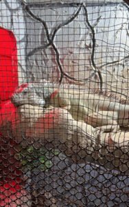 Polícia combate tráfico de animais silvestres no Rio