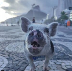 Porco de estimação encanta ao passear com cães no Rio - Vídeo