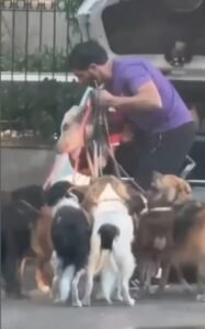 Porco de estimação encanta ao passear com cães no Rio - Vídeo
