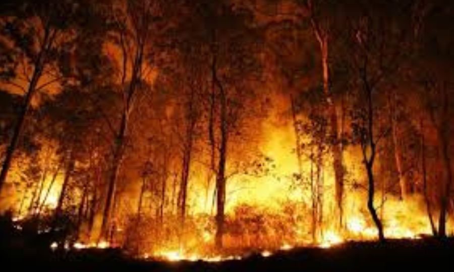 Proposta inovadora para combater incêndios florestais no Rio de Janeiro