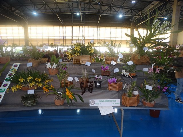 Niterói recebe a 37ª Exposição de Orquídeas da cidade
