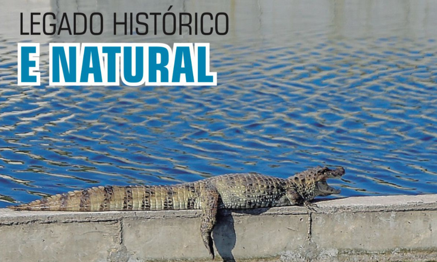 Jacarés e baleias são protagonistas da história de Niterói