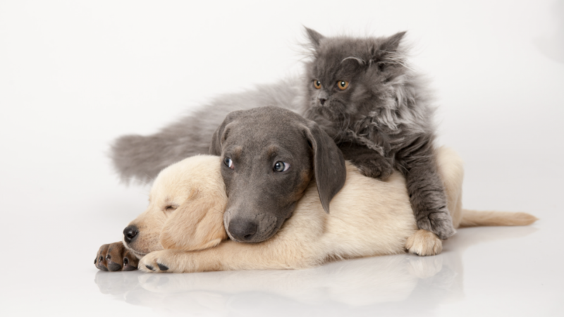 Feira de adoção de cães e gatos chega à Expo Araruama 2024