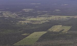 Mata Atlântica registra queda histórica no desmatamento em 2024