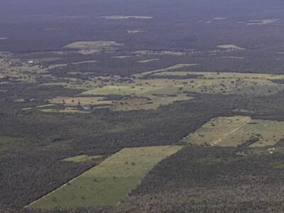 Mata Atlântica registra queda histórica no desmatamento em 2024