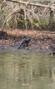 Jacarepaguá vê resultado de recuperação ambiental - Vídeo