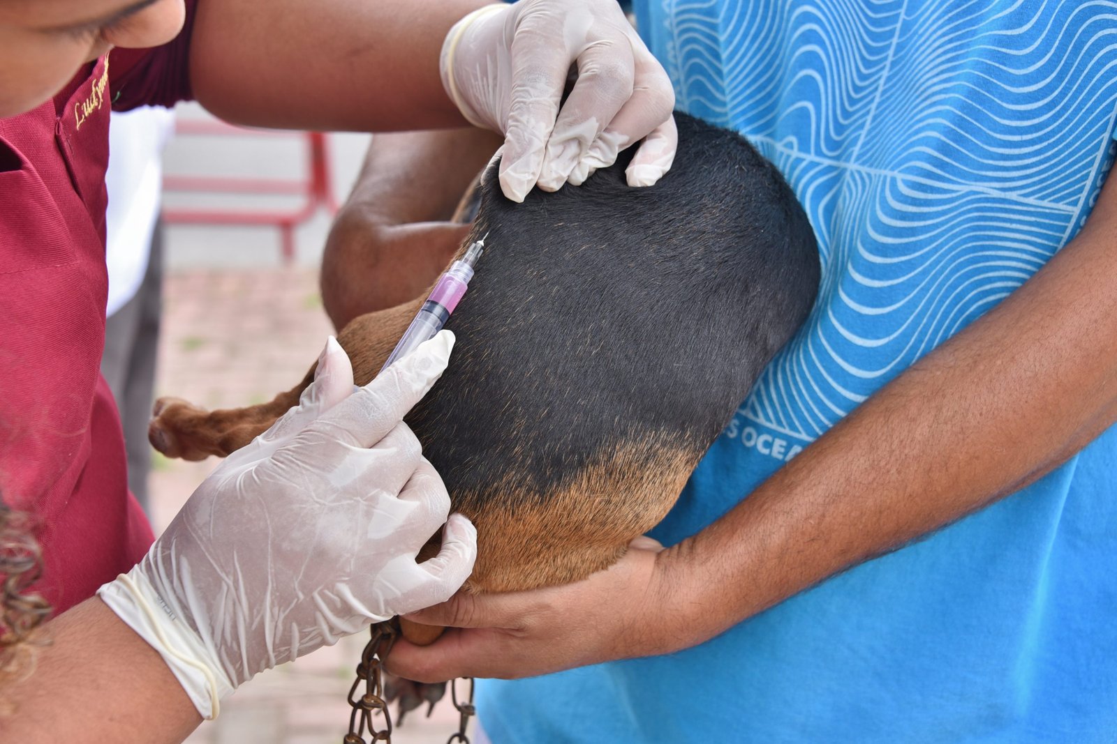 Maricá inicia vacinação antirrábica para cães e gatos neste sábado