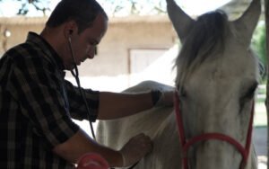 São Gonçalo intensifica resgate de animais em vias públicas