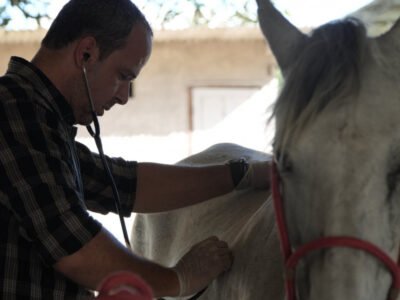 São Gonçalo intensifica resgate de animais em vias públicas