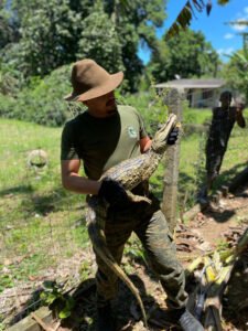 Saquarema: Jacaré encontrado em residência mobiliza guarda ambiental