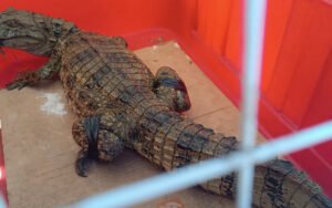 Saquarema: Jacaré encontrado em residência mobiliza guarda ambiental